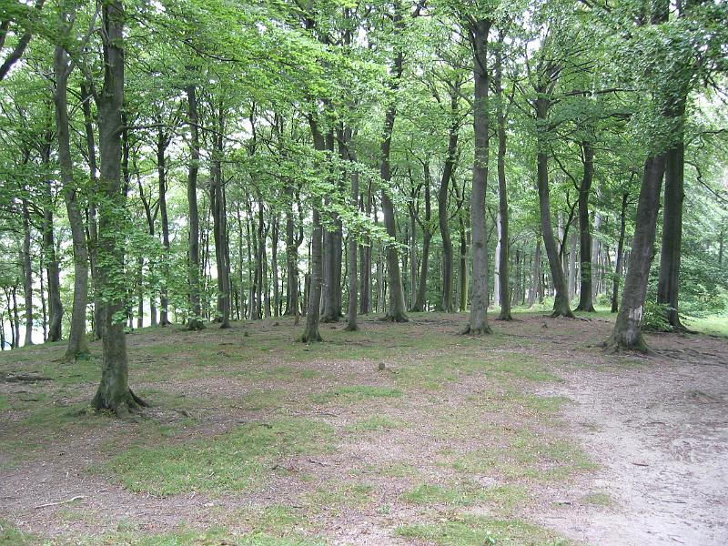 Sharpenhoe Beech Woods